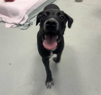 A138350 -  Mixed Breed Dog for Adoption in Palmetto, Florida - A138350 | PetCurious