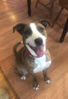 Rescue Mixed Breed Dogs for Adoption in Doylestown, Pennsylvania - Maisey | PetCurious