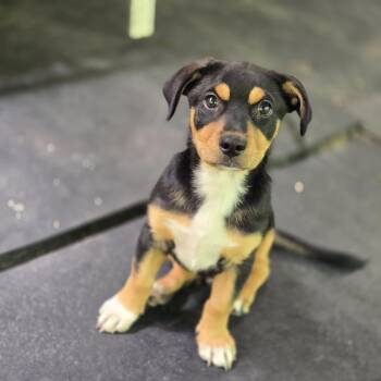 Ozzy -  Chihuahua and Australian Shepherd Dog for Adoption in Mansfield, Texas - Ozzy | PetCurious