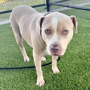 Nala -  Pit Bull Terrier Dog for Adoption in Saint Joseph, Missouri - Nala | PetCurious