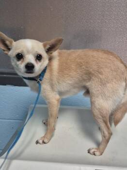 Pen 216 Alvin -  Chihuahua Dog for Adoption in Lawrenceville, Georgia - Pen 216 Alvin | PetCurious