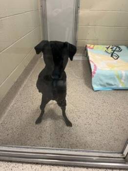 Bella -  Patterdale Terrier Fell Terrier and Mixed Breed Dog for Adoption in Fishers, Indiana - Bella | PetCurious