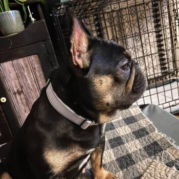 Babe -  French Bulldog Dog for Adoption in Huber Heights, Ohio - Babe | PetCurious