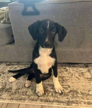 Thor -  Anatolian Shepherd Dog for Adoption in Clearwater, Florida - Thor | PetCurious