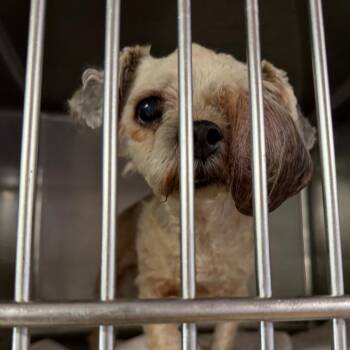 Sissy -  Shih Tzu Dog for Adoption in Northbrook, Illinois - Sissy | PetCurious
