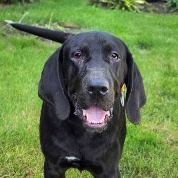 Foster -  Coonhound and Retriever Dog for Adoption in Itasca, Illinois - Foster | PetCurious
