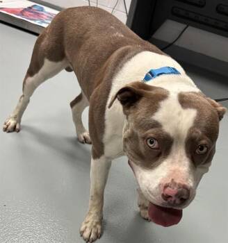 Pit Bull Terrier Dogs Available for Adoption - BIG PAPA | PetCurious