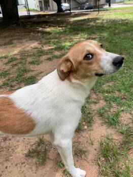 PEACHES -  Labrador Retriever and Jack Russell Terrier Dog for Adoption in Fosters, Alabama - PEACHES | PetCurious