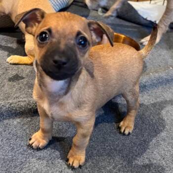 Chihuahua Dogs Available for Adoption in Alma, Wisconsin - Orion | PetCurious