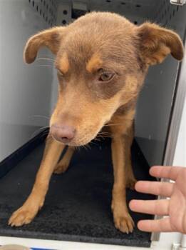 Bobo - URGENT -  Shepherd Dog for Adoption in Thousand Oaks, California - Bobo - URGENT | PetCurious