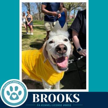Brooks 091226 -  Labrador Retriever Dog for Adoption in Kimberton, Pennsylvania - Brooks 091226 | PetCurious