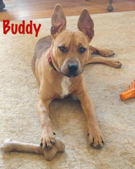 Rescue American Staffordshire Terrier and Pit Bull Terrier Dogs for Adoption in Elburn, Illinois - Buddy | PetCurious