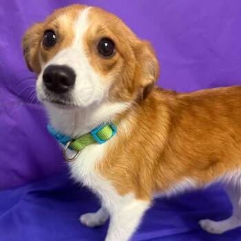 Igneous -  Mixed Breed Dog Available for Adoption in North Myrtle Beach, South Carolina - Igneous | PetCurious