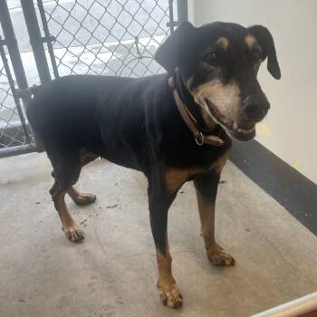 IVHS-Stray-140699 -  Doberman Pinscher Dog for Adoption in San Gabriel, California - IVHS-Stray-140699 | PetCurious