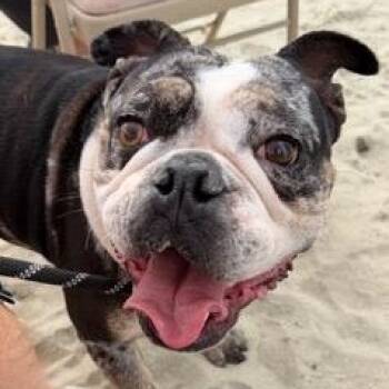 English Bulldog Dogs Available for Adoption in Ridgefield, Washington - Ms. Wonderful Marla | PetCurious