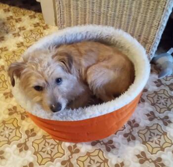 Jack Russell Terrier and Poodle Dogs Available for Adoption in Berwick, Pennsylvania - Spirit | PetCurious