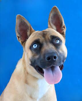 EMERALD -  German Shepherd Dog Dog for Adoption in Pasadena, California - EMERALD | PetCurious