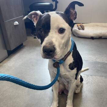 Terrier Dogs Available for Adoption in Tampa, Florida - Larissa | PetCurious