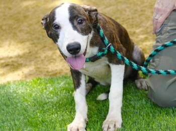 Rescue Plott Hound and Labrador Retriever Dogs for Adoption in Tallahassee, Florida - TILLY | PetCurious