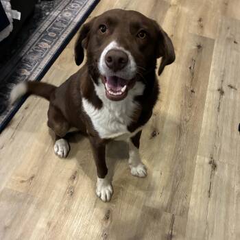 Border Collie and Labrador Retriever Dogs Available for Adoption - Bruno  | PetCurious