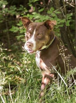 Rover -  Mixed Breed Dog for Adoption in Hamilton, Ohio - Rover | PetCurious