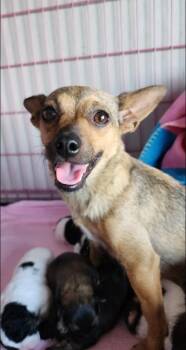 Rescue Chihuahua Dogs for Adoption in Florence, Arizona - Princess | PetCurious