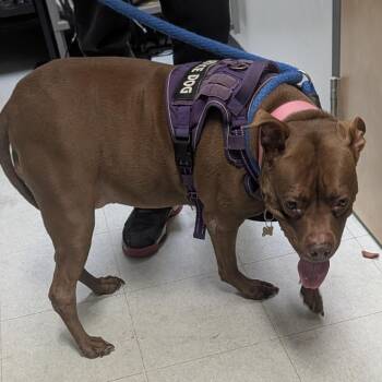 Mocha -  Mixed Breed Dog for Adoption in Philadelphia, Pennsylvania - Mocha | PetCurious