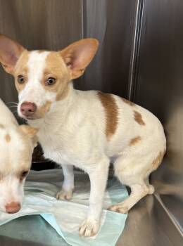 Rescue Chihuahua and Italian Greyhound Dogs for Adoption in Riverton, Utah - Butterfree | PetCurious