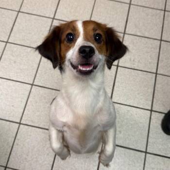 Chin Wag -  Mixed Breed Dog for Adoption in Charleston, West Virginia - Chin Wag | PetCurious
