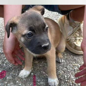 Mixed Breed Dogs Available for Adoption in Huntington, West Virginia - Katy Pawry | PetCurious