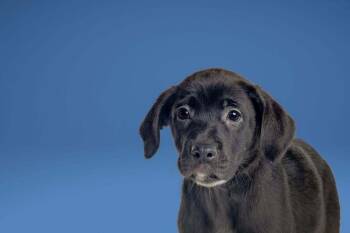 Loretta -  Labrador Retriever Dog for Adoption in Wolcott, Connecticut - Loretta | PetCurious