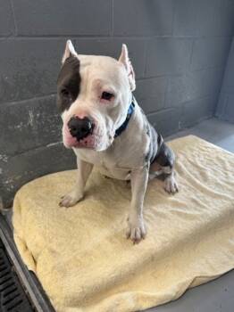 Rescue Pit Bull Terrier and Mixed Breed Dogs for Adoption in Montclair, New Jersey - Disco | PetCurious