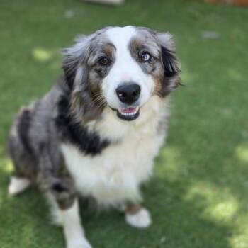 Lucy DG -  Australian Shepherd Dog for Adoption in Austin, Texas - Lucy DG | PetCurious