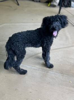 MARLEE (mini doodle) 21 lbs -  Aussiedoodle Dog for Adoption in Elyria, Ohio - MARLEE (mini Doodle) 21 Lbs | PetCurious