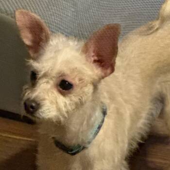 Luna -  Chihuahua Dog for Adoption in Union Grove, Wisconsin - Luna | PetCurious