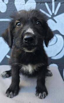 Baker (B Squad) -  Labradoodle Dog for Adoption in Brewster, New York - Baker (B Squad) | PetCurious