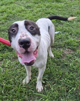 Pit Bull Terrier Dogs Available for Adoption in Lawrenceville, Georgia - Pen 148c Maxwell | PetCurious