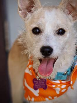 Whopper -  Terrier Dog for Adoption in Buena Vista, Colorado - Whopper | PetCurious