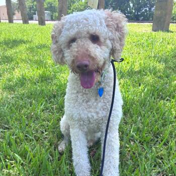 Kai -  Golden Retriever and Miniature Poodle Dog for Adoption in Fort Lauderdale, Florida - Kai | PetCurious