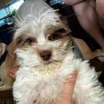 Maltese Dogs Available for Adoption - Blurp | PetCurious