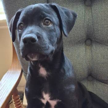 Hazelnut -  Retriever and Black Labrador Retriever Dog for Adoption in San Antonio, Texas - Hazelnut | PetCurious