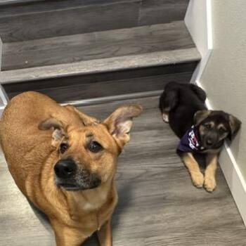 Chesapeake Bay Retriever and German Shepherd Dog Dogs Available for Adoption in Bellingham, Washington - Coral | PetCurious