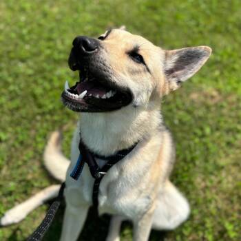 Kerplunk -  Shepherd Dog for Adoption in Dover, New Hampshire - Kerplunk | PetCurious