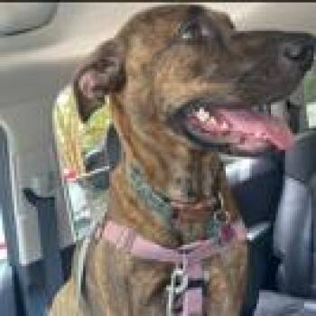 Pit Bull Terrier Dogs Available for Adoption - Naud | PetCurious