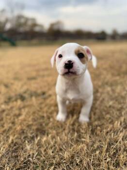 Rescue Pit Bull Terrier and Anatolian Shepherd Dogs for Adoption in Shawnee, Oklahoma - Dolly Parton | PetCurious