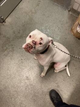 BELLA GRACE *BG* -  Mixed Breed Dog for Adoption in Dallas, Texas - BELLA GRACE *BG* | PetCurious