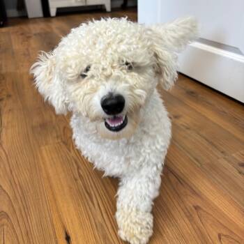 Truman -  Bichon Frise and Poodle Dog for Adoption in Medfield, Massachusetts - Truman | PetCurious
