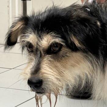 Dougie -  Terrier Dog for Adoption in Ojai, California - Dougie | PetCurious