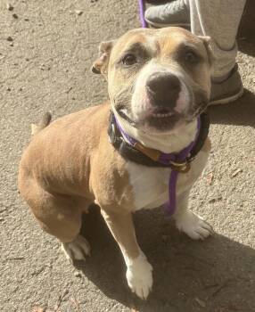 Rescue Pit Bull Terrier Dogs for Adoption in Buffalo, New York - Loganberry | PetCurious