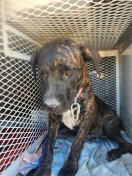 Star Lord - URGENT - 24-HOUR NOTICE -  Mastiff Dog for Adoption in Thousand Oaks, California - Star Lord - URGENT - 24-HOUR NOTICE | PetCurious